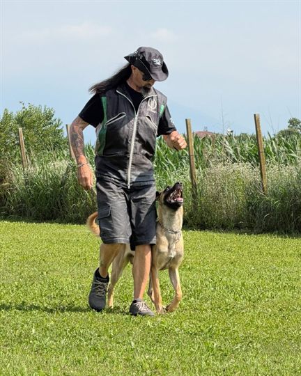 Conduttore e malinois in condotta durante un allenamento IGP sul campo in erba