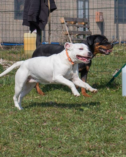 Due cani che corrono e giocano insieme nell'area recintata del campo