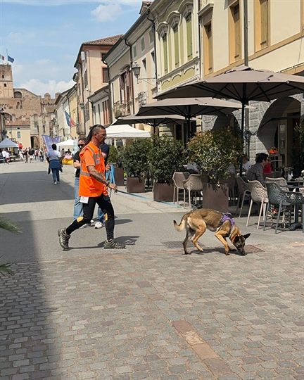 Cane condotto al guinzaglio fra i tavoli dei locali nel centro storico di Cittadella